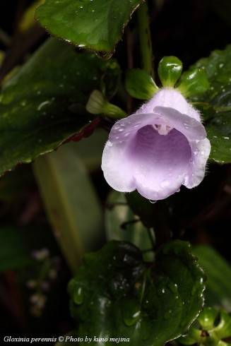 Gloxinia perennis_13.jpg