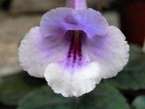 SRG's Lavender Eruption.jpg