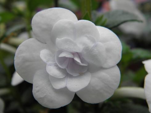 Double Picotee Rose.jpg