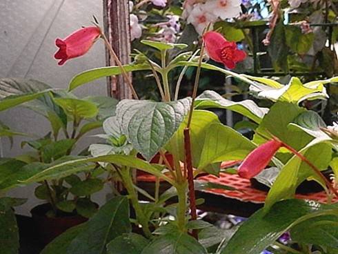 Seemannia nematanthodes.jpg