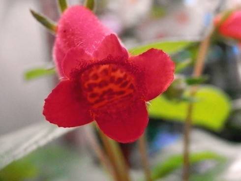 Seemannia nematanthodes.jpg