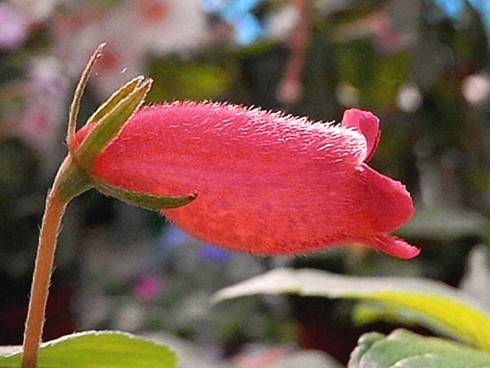 Seemannia nematanthodes.jpg