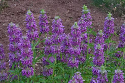 Monarda citriodora.jpg
