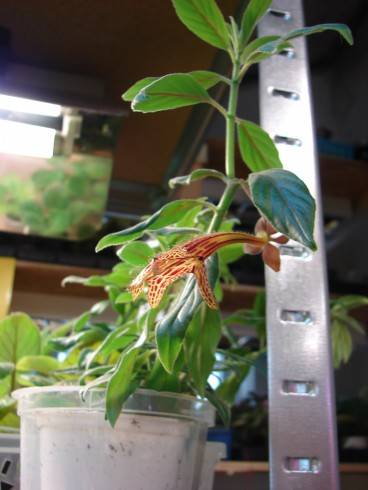 Columnea schiedeana.jpg