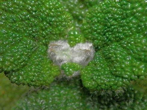 Sinningia bullata.jpg