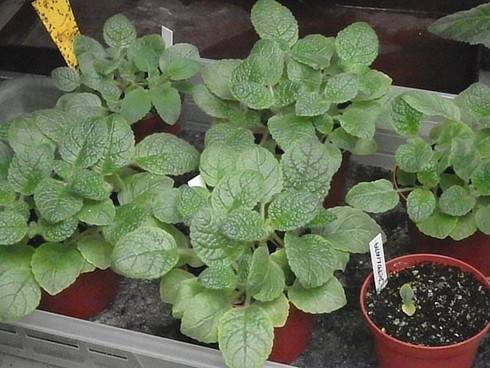 Sinningia bullata.jpg
