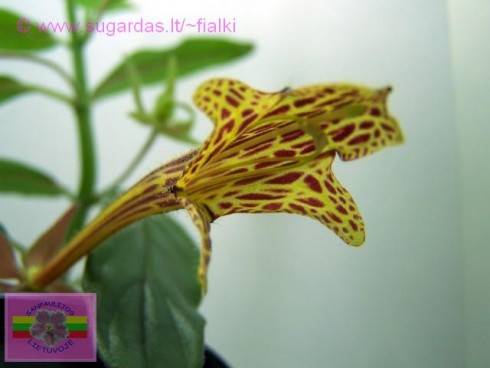 Columnea schiedeana.jpg