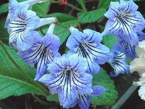 JL-Blue is Good.jpg
