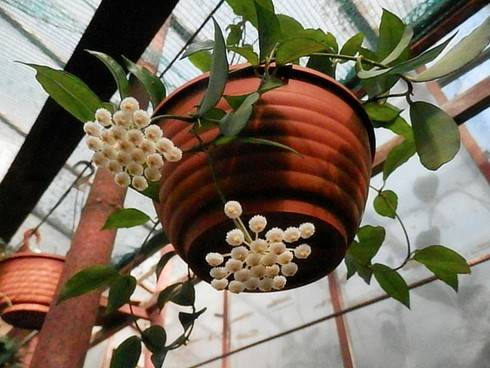 Hoya lacunosa.jpg