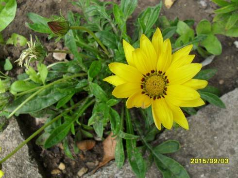 SDC10425.JPG