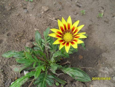 SDC10431.JPG