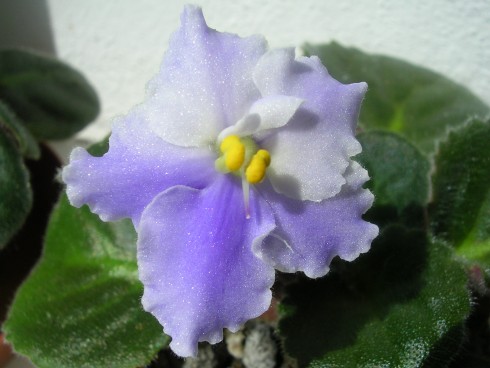 DSCN5730.JPG