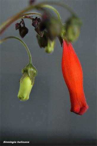 Sinningia helioana.jpg