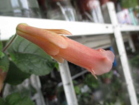Peachy Propeller.jpg