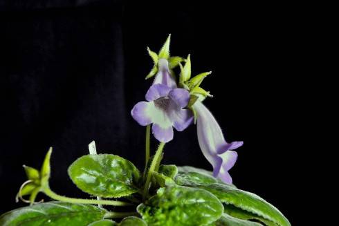 Sinningia speciosa Espirito Santo.jpg