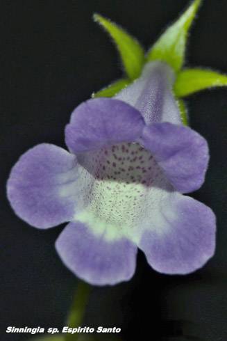 Sinningia speciosa Espirito Santo.jpg