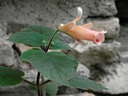 Peachy Propeller.jpg