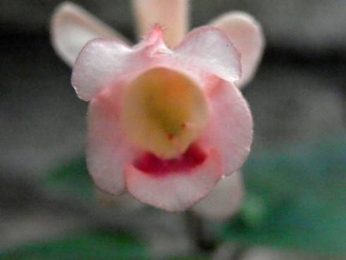 Peachy Propeller.jpg