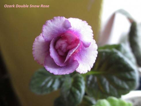 Ozark Double Snow Rose.jpg