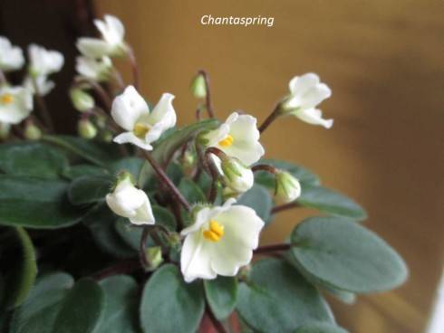 Chantaspring.jpg