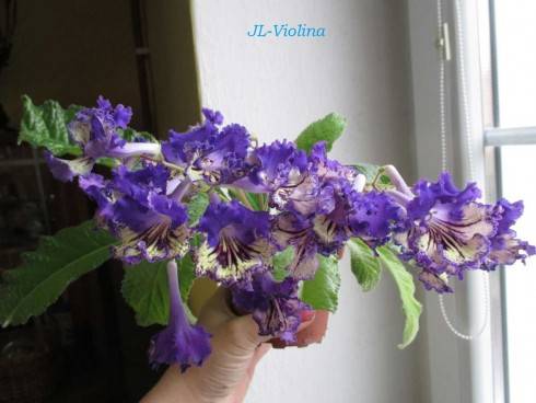 JL-Violina.jpg