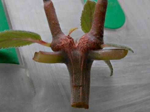 Sinningia insularis.jpg
