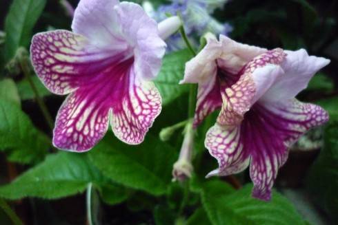 Harlequin Rose.jpg