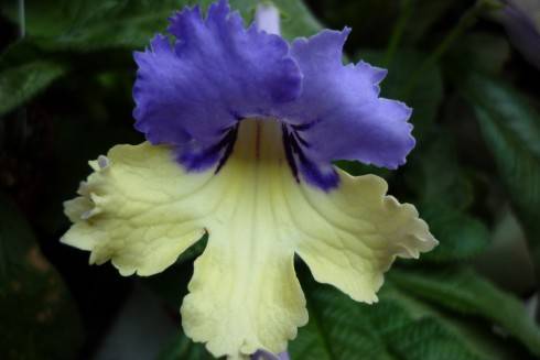 Harlequin Blue.jpg