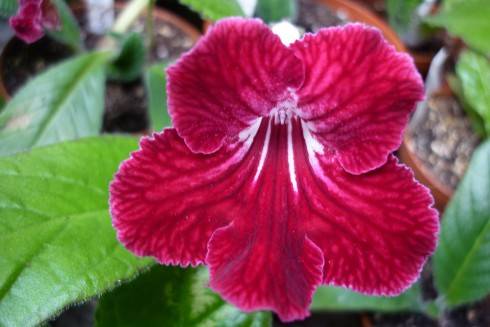 DS-Val'kiriia.jpg