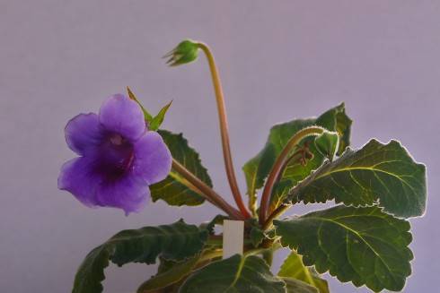 Sinningia speciosa Dona Lourdes.jpg