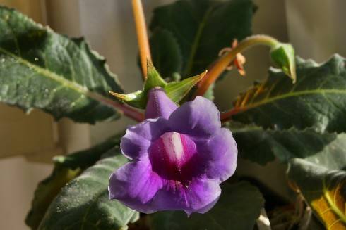 Sinningia speciosa Dona Lourdes.jpg