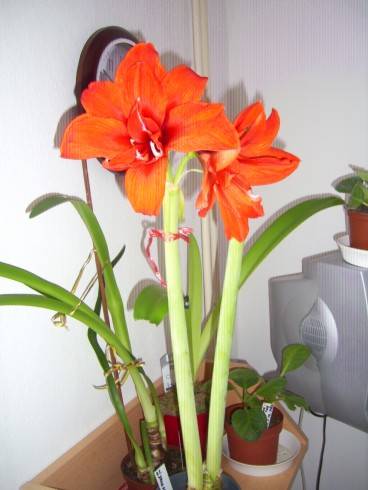 PIC_0784.JPG