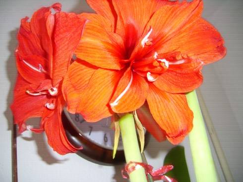 PIC_0788.JPG
