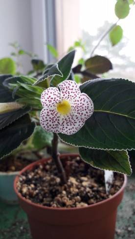 Sinningia guttata.jpg