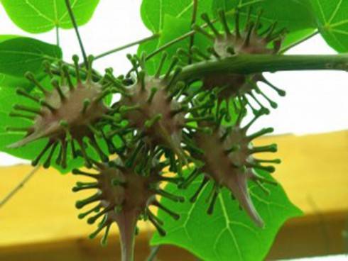 Uncarina roeoesliana.jpg