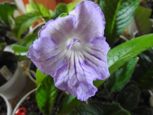 Neil's Lilac.jpg