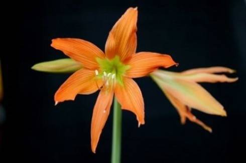 Hippeastrum blossfeldiae.jpg