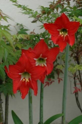 Hippeastrum equestre.jpg