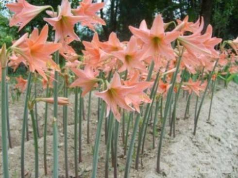 Hippeastrum roseum.jpg