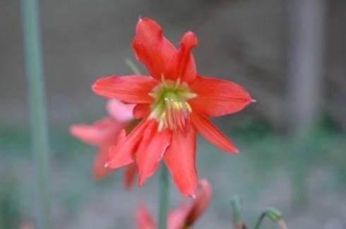 Hippeastrum stylosum.jpg