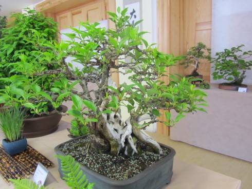IMG_5623.JPG