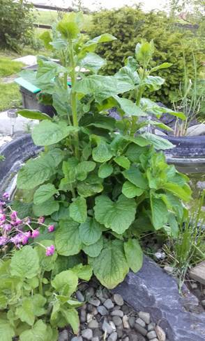20170523_195841.jpg