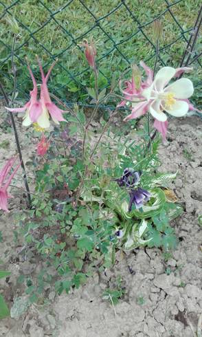 20170604_145634.jpg