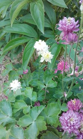20170604_145610.jpg