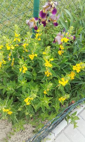 20170604_145529.jpg