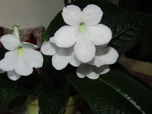 IMG_0624.JPG