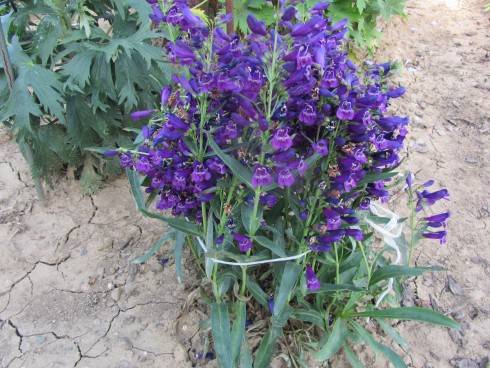IMG_5669.JPG