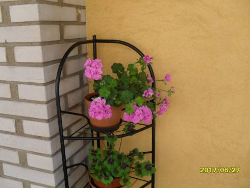 SDC10644.JPG