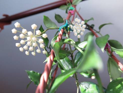 Hoya lacunosa.jpg