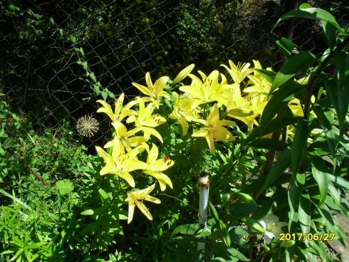SDC10662.JPG